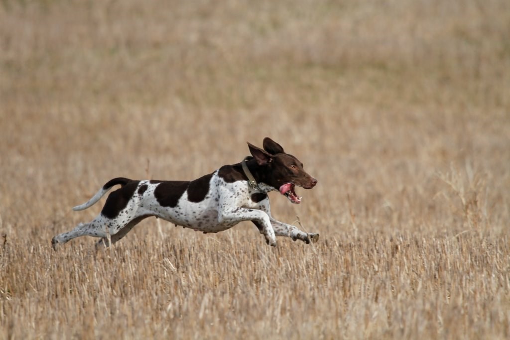 Hund på jagt skudt med luftpistol - jæger fik Danmarks Jægerforbund