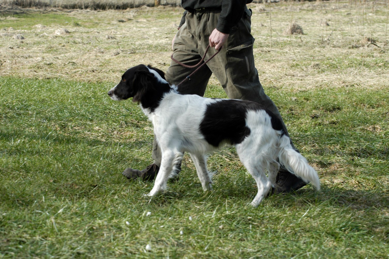 SJD – den nye organisation for stående hunde Danmarks Jægerforbund